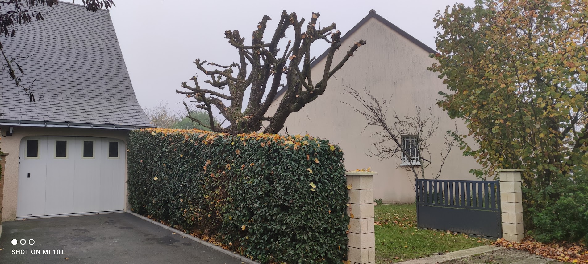 Réalisation élagage Saumur 4