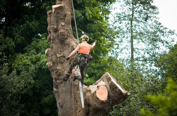Abattage d'Arbres