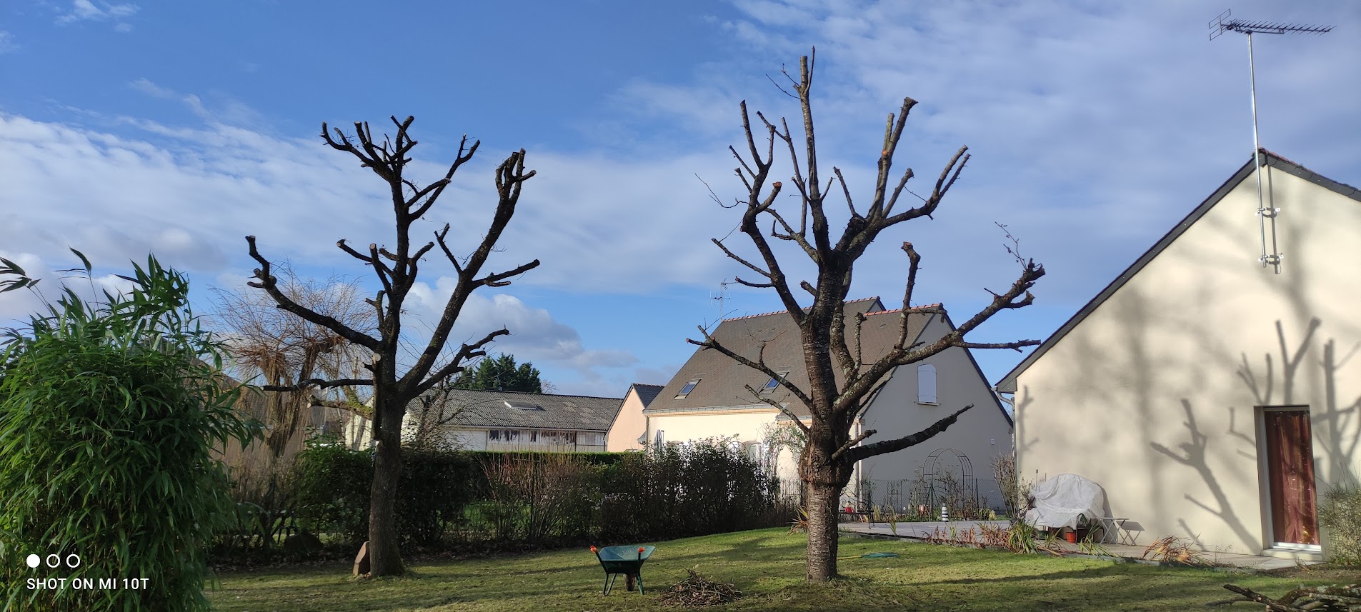 Élagage d'Arbres